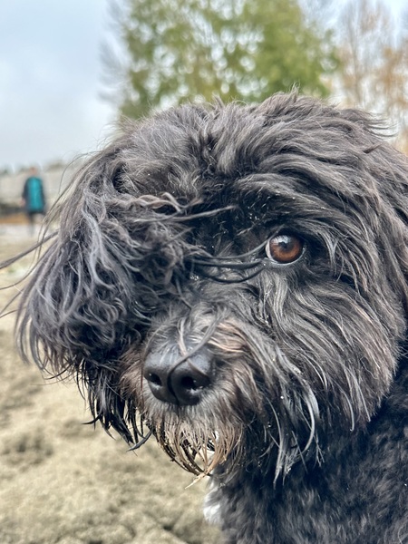 Entry image for Spirit. Clicking this image will show a larger photo