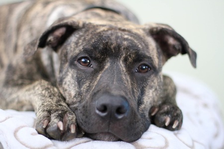 Entry image for Dioji. Clicking this image will show a larger photo