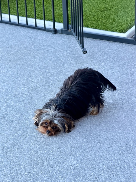 Entry image for Molly. Clicking this image will show a larger photo