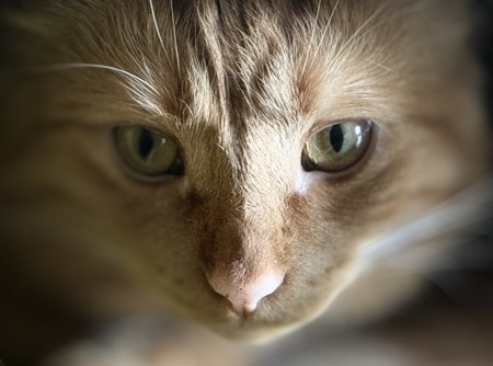 Entry image for Fritz. Clicking this image will show a larger photo