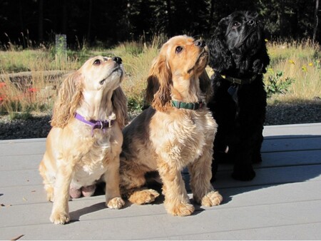 Entry image for Bailey, Crosby and Jack. Clicking this image will show a larger photo