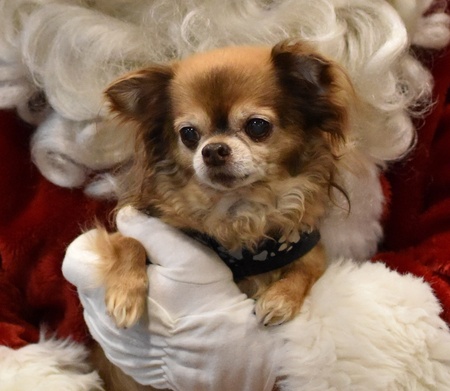 Entry image for Riley. Clicking this image will show a larger photo