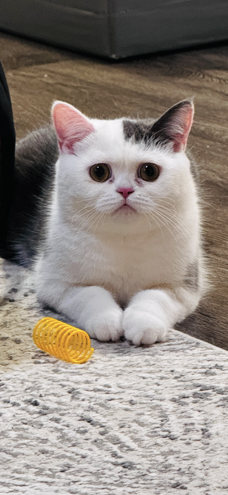 Entry image for Motchi. Clicking this image will show a larger photo