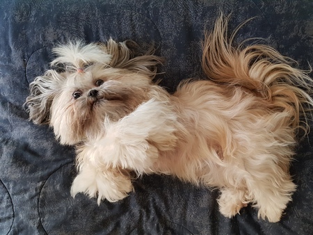 Entry image for Lucy. Clicking this image will show a larger photo