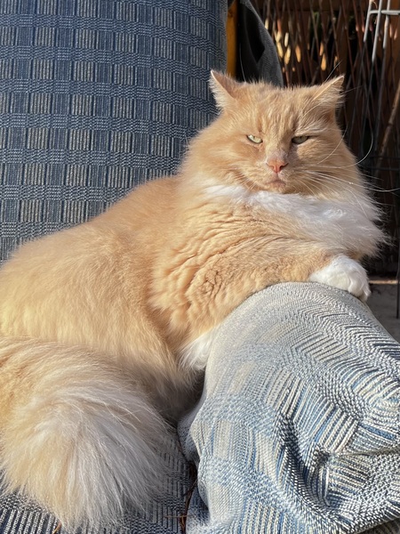 Entry image for Sir Walter Cronkat. Clicking this image will show a larger photo