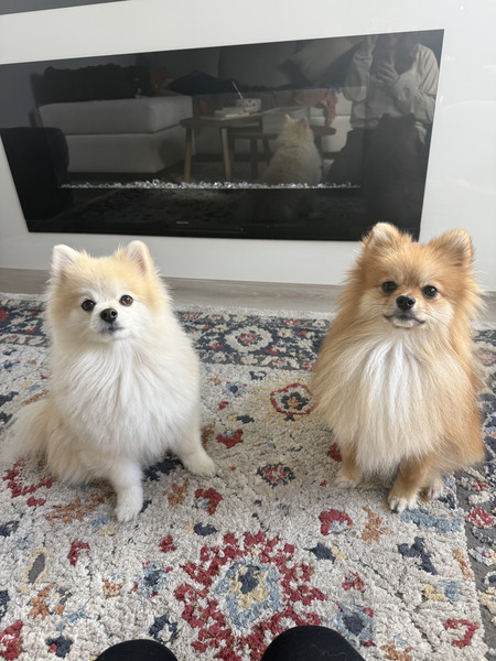 Entry image for Bobbi and Chowder. Clicking this image will show a larger photo