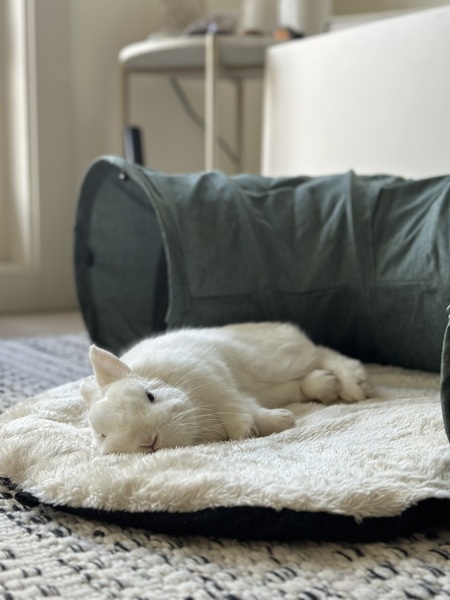 Entry image for Theodore. Clicking this image will show a larger photo