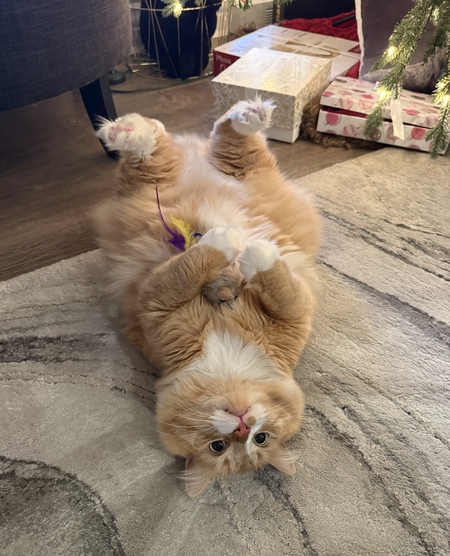 Entry image for Bruce. Clicking this image will show a larger photo