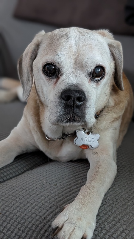 Entry image for Arlo. Clicking this image will show a larger photo