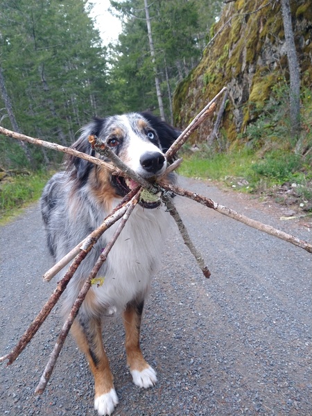 Entry image for Domino. Clicking this image will show a larger photo