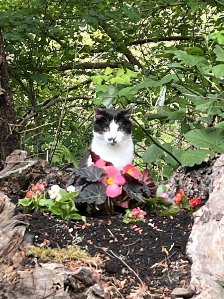 Entry image for Curio. Clicking this image will show a larger photo