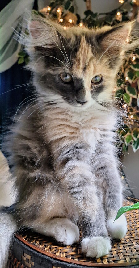 Entry image for MAISY. Clicking this image will show a larger photo