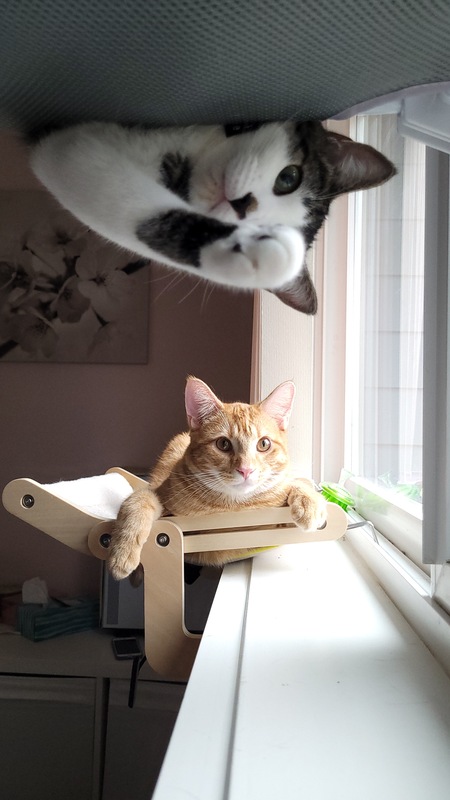 Entry image for Evee  & Jeff. Clicking this image will show a larger photo