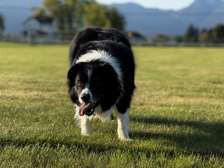 Entry image for Tucker. Clicking this image will show a larger photo