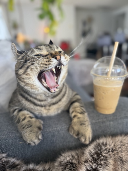 Entry image for Azi. Clicking this image will show a larger photo