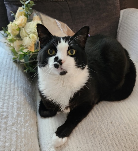 Entry image for Patches. Clicking this image will show a larger photo