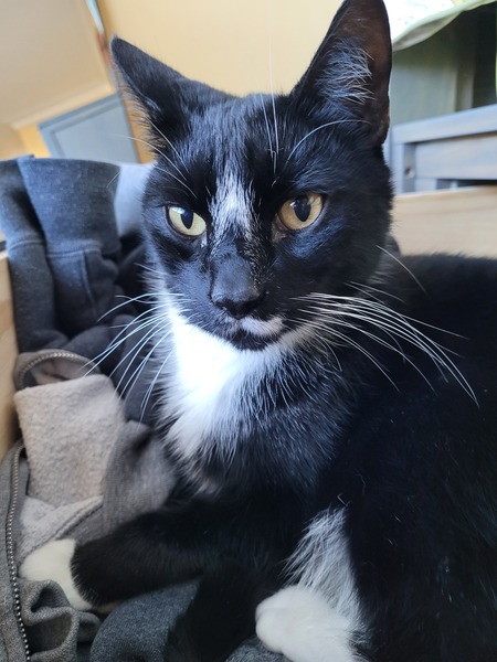 Entry image for Squeak. Clicking this image will show a larger photo