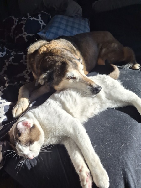 Entry image for Bo(dog) and Scout(cat). Clicking this image will show a larger photo