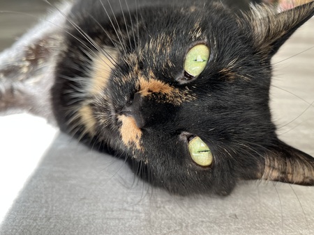 Entry image for Tori. Clicking this image will show a larger photo