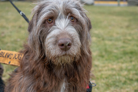 Entry image for Pixie. Clicking this image will show a larger photo