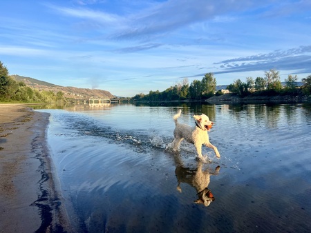 Entry image for Poppy. Clicking this image will show a larger photo