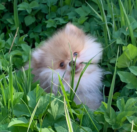 Entry image for Samson . Clicking this image will show a larger photo