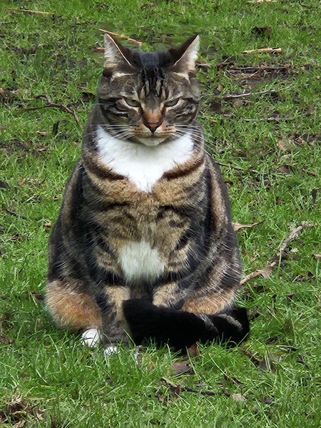 Entry image for Baby. Clicking this image will show a larger photo