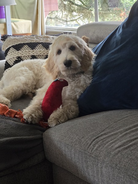 Entry image for Olaf. Clicking this image will show a larger photo