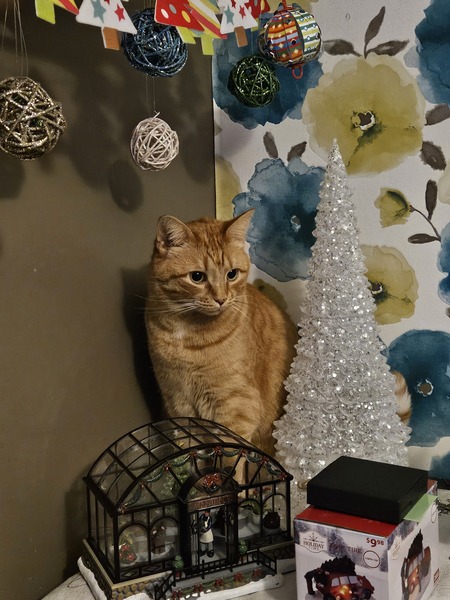 Entry image for Milady. Clicking this image will show a larger photo