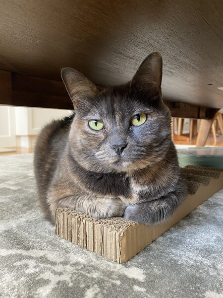 Entry image for Stella. Clicking this image will show a larger photo