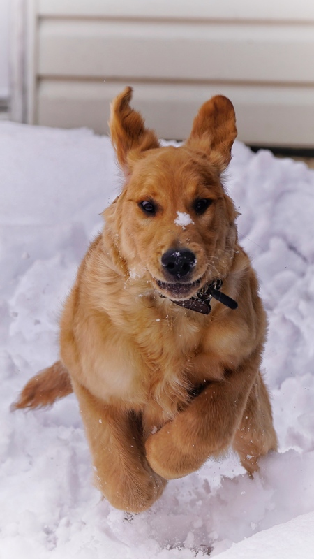 Entry image for Tuffy. Clicking this image will show a larger photo