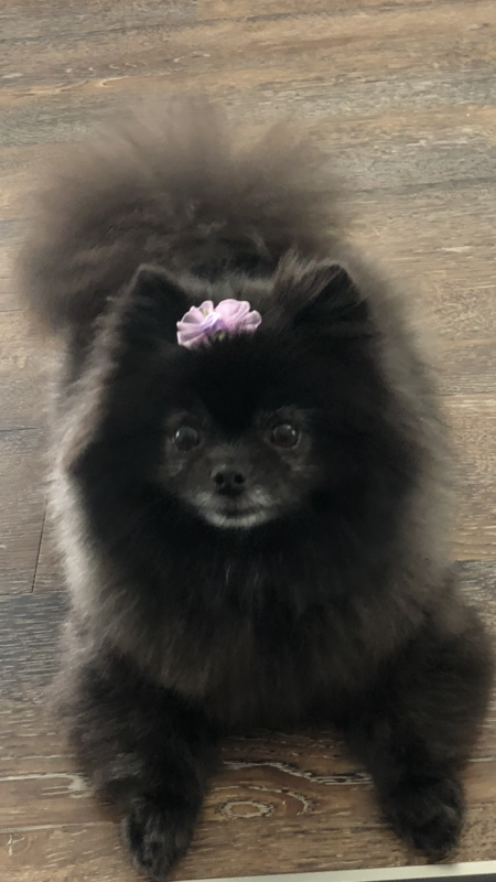 Entry image for Lexi. Clicking this image will show a larger photo