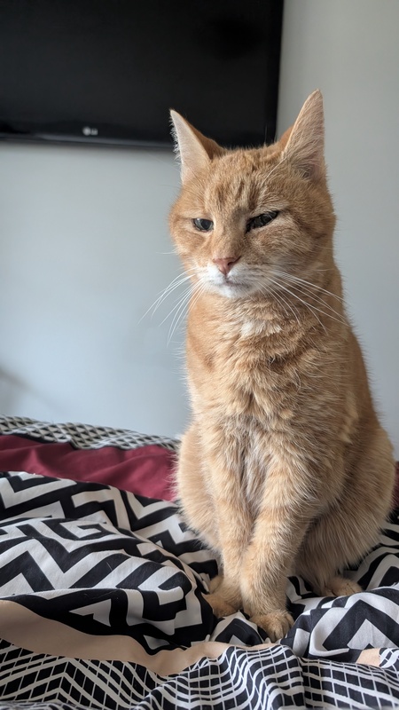 Entry image for Doggo. Clicking this image will show a larger photo