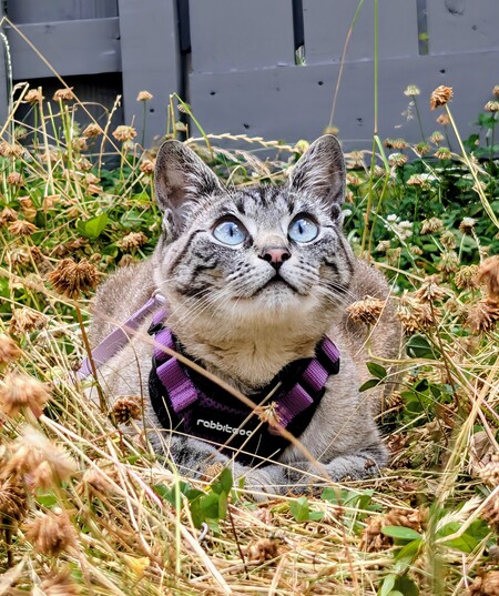 Entry image for Tilly . Clicking this image will show a larger photo