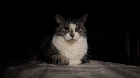 Entry image for Zoey. Clicking this image will show a larger photo