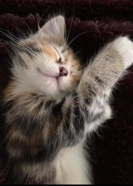 Entry image for Meka . Clicking this image will show a larger photo