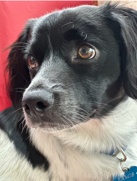 Entry image for Ermi. Clicking this image will show a larger photo