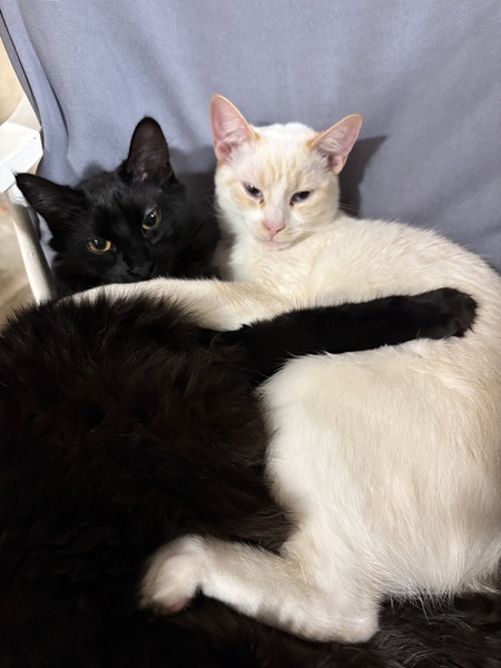 Entry image for Yin and Yang. Clicking this image will show a larger photo