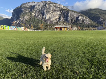 Entry image for Bella. Clicking this image will show a larger photo