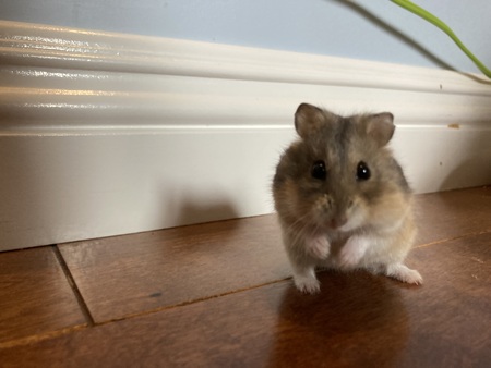 Entry image for Blossom. Clicking this image will show a larger photo