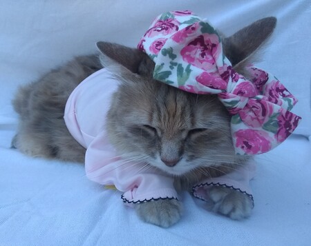 Entry image for lily. Clicking this image will show a larger photo