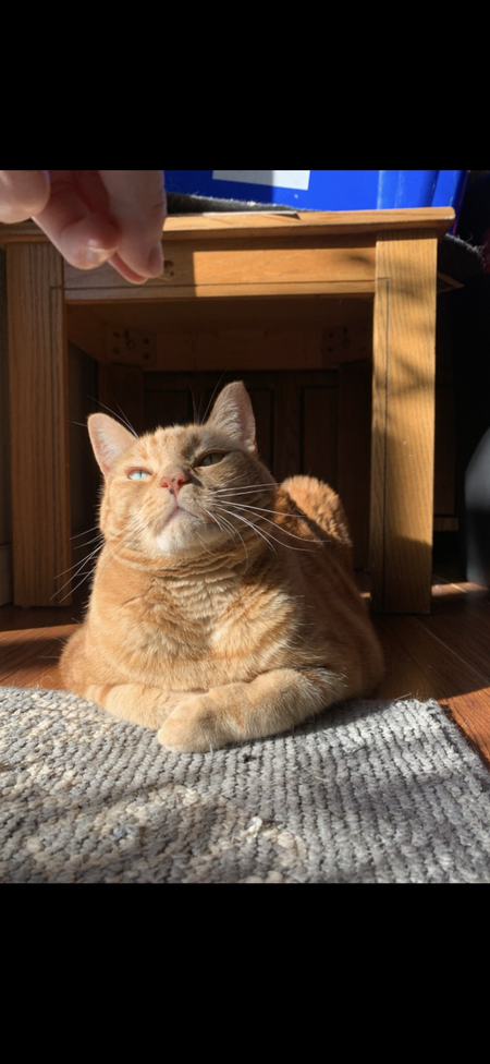 Entry image for Piper. Clicking this image will show a larger photo