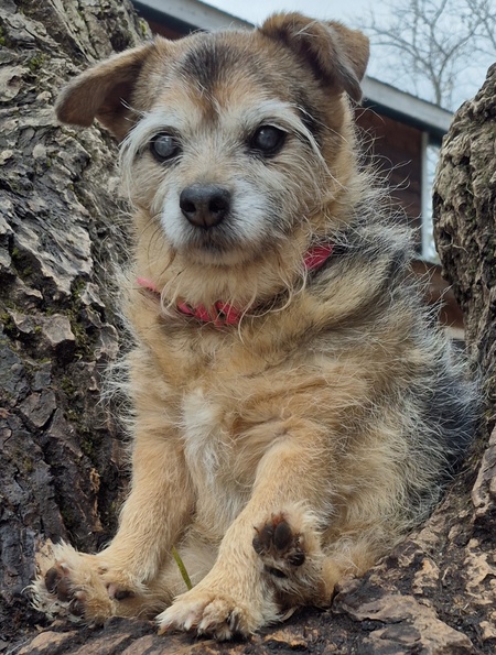 Entry image for Lulu. Clicking this image will show a larger photo