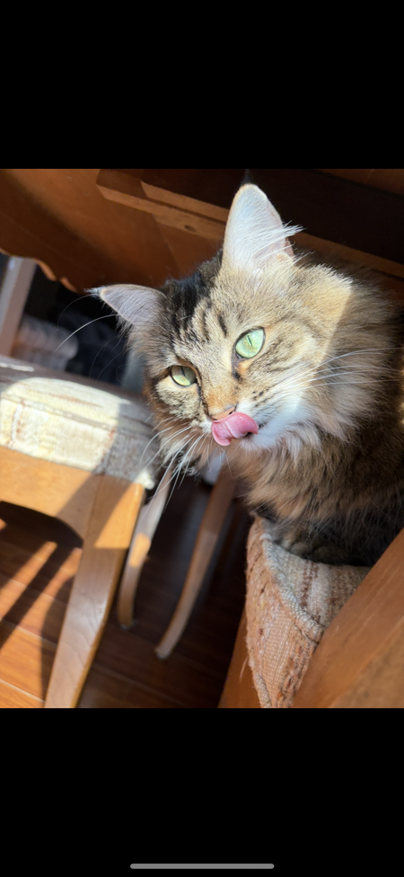 Entry image for Willow. Clicking this image will show a larger photo