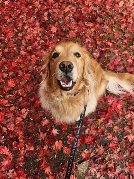 Entry image for Bones. Clicking this image will show a larger photo