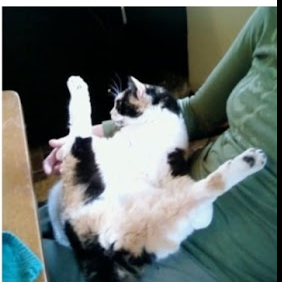 Entry image for Poly. Clicking this image will show a larger photo