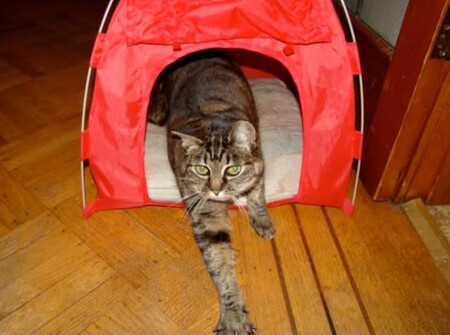 Entry image for Miss Mousie. Clicking this image will show a larger photo