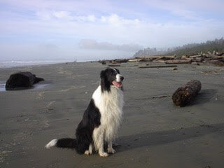 Entry image for Jazz. Clicking this image will show a larger photo