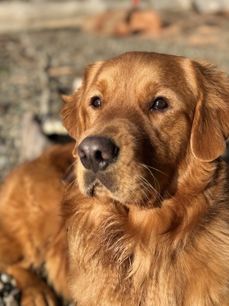 Entry image for Wayon. Clicking this image will show a larger photo