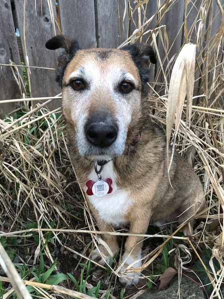 Entry image for Louie Lowrider (formerly known as Prime). Clicking this image will show a larger photo